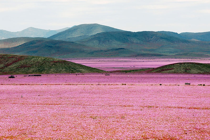 Flores en Atacama