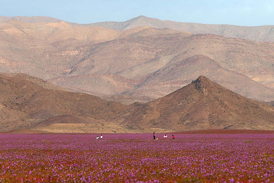 Flores en Atacama