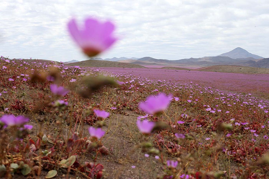 Flores en Atacama